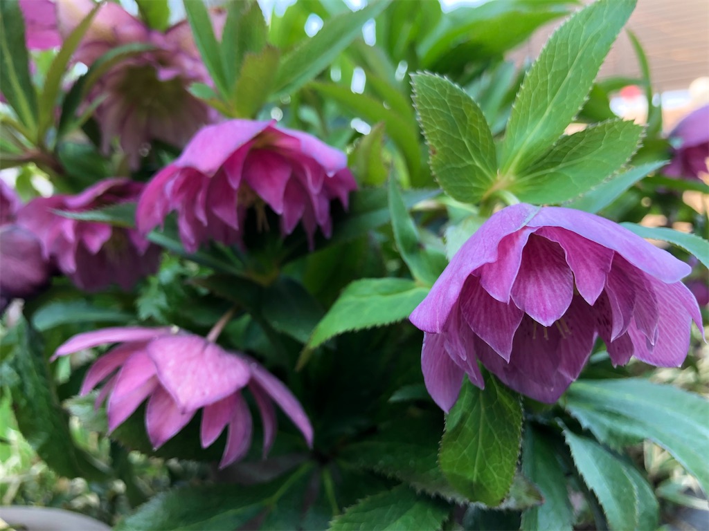 f:id:christmas_rose_2019:20220407113251j:plain
