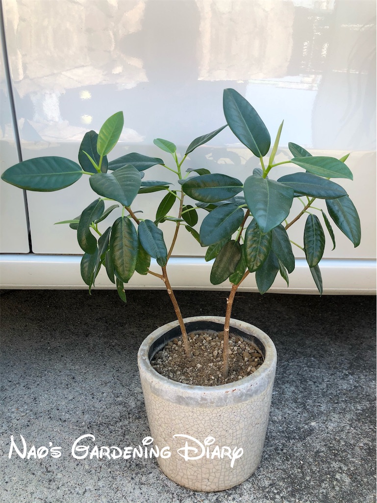 植え替えしごと 白メダカのお迎えで ポトスを水中栽培 グリーン 花 Diary