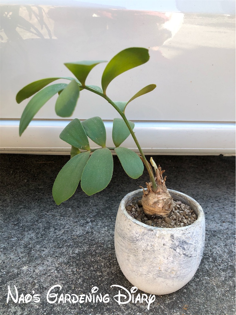 植え替えしごと 白メダカのお迎えで ポトスを水中栽培 グリーン 花 Diary
