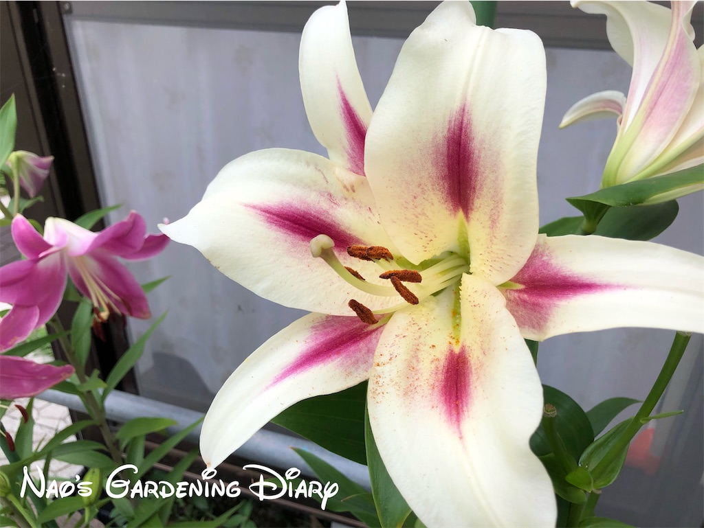オリエンタルユリ開花 ランナーを伸ばすマーブルストロベリー グリーン 花 Diary