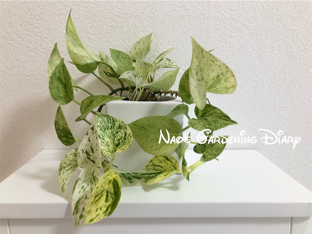 ポトスの水中栽培の限界 白メダカ グリーン 花 Diary