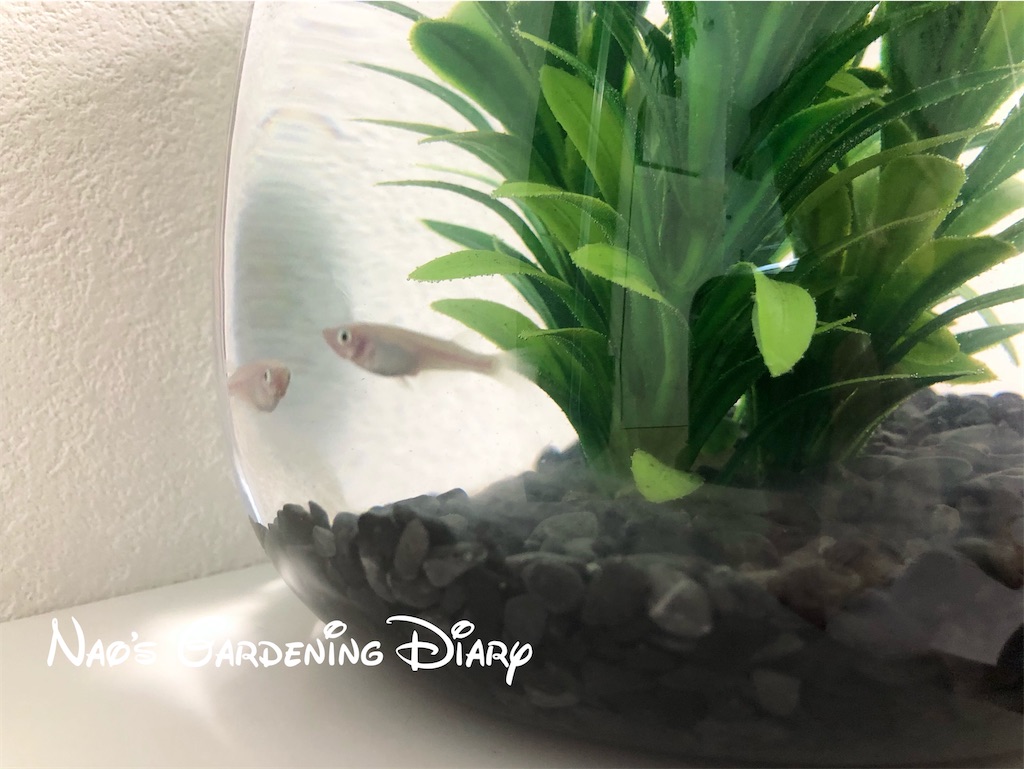 ポトスの水中栽培の限界 白メダカ グリーン 花 Diary
