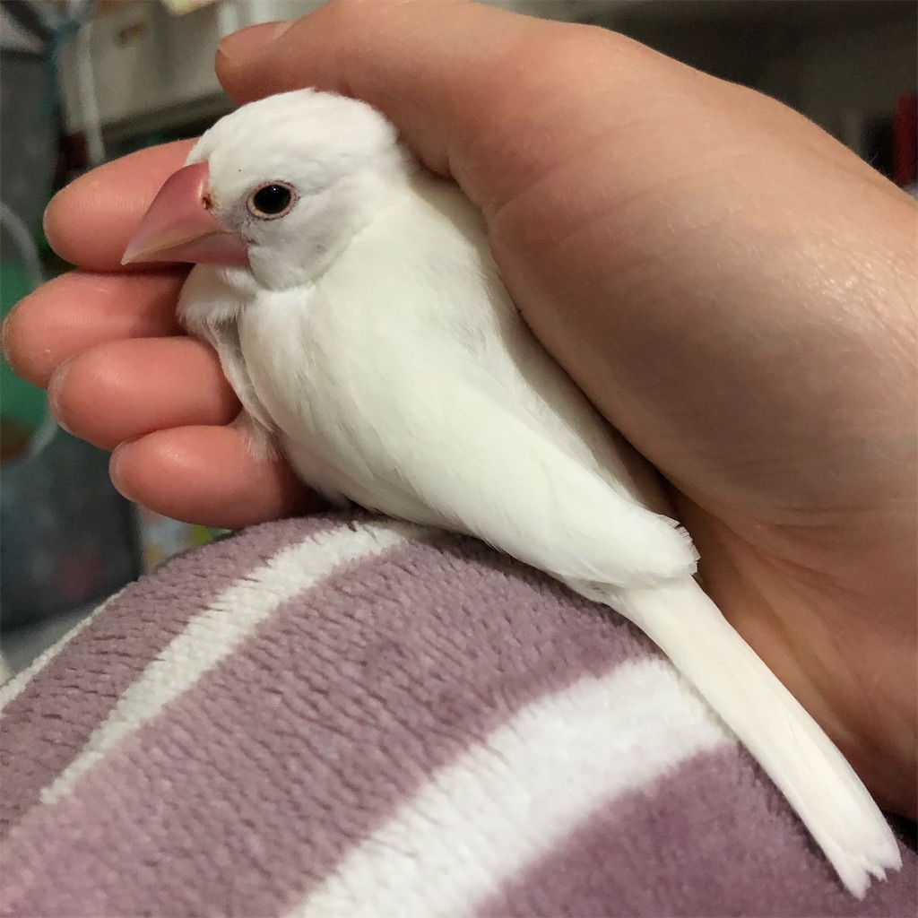 白文鳥の家族 家族の紹介 - 文鳥様｜りょぶん