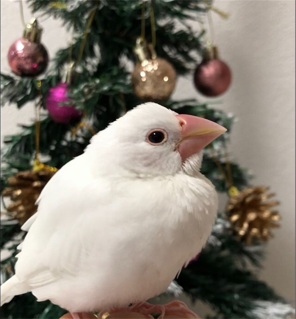 白文鳥、家族になる♡:* - ＊グリーン＆花 Diary＊