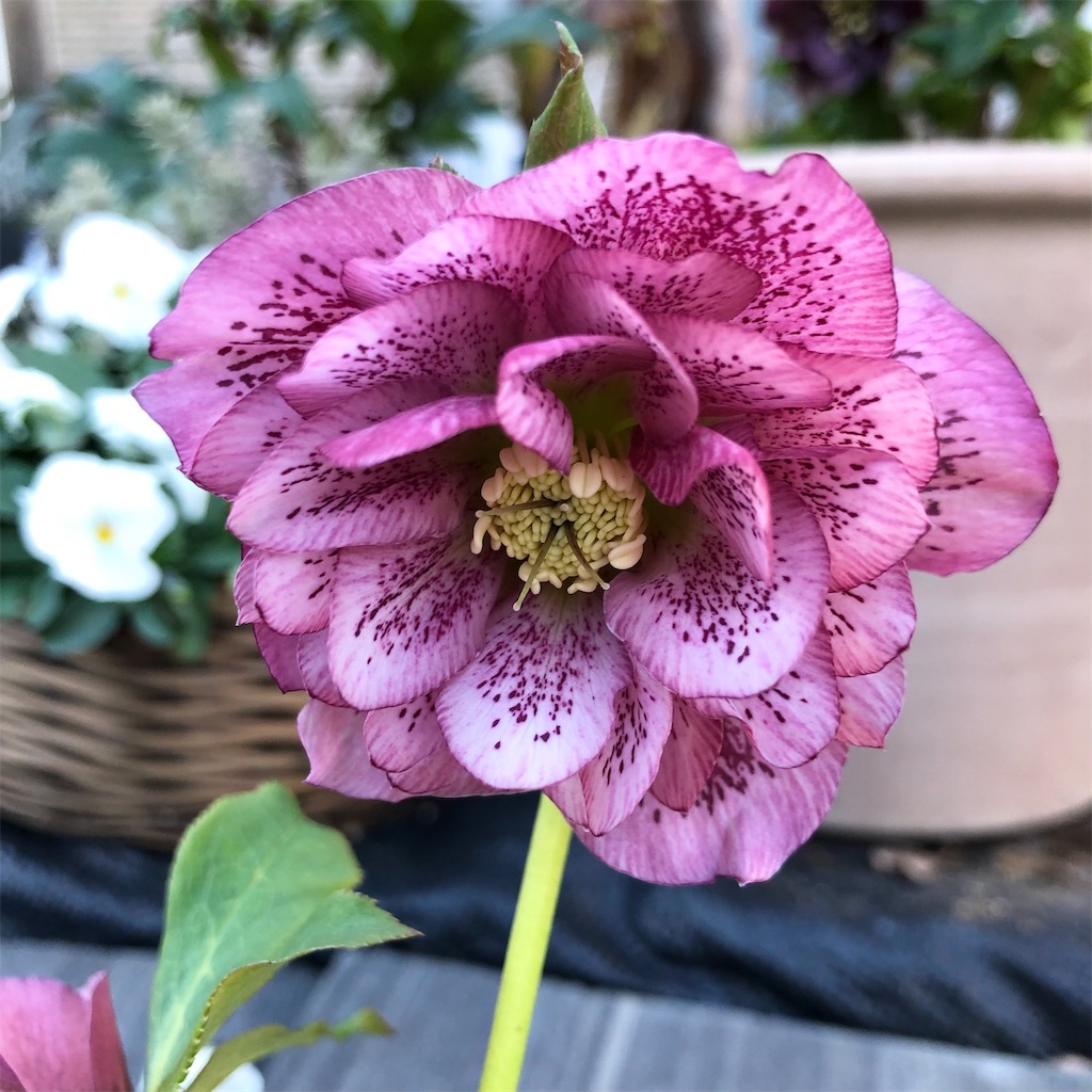 新参者のクリスマスローズ＆芽出し球根の水栽培♪＊ - ＊グリーン＆花