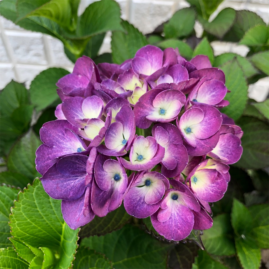SPINGEAR - HYDRANGEA Lisianthus