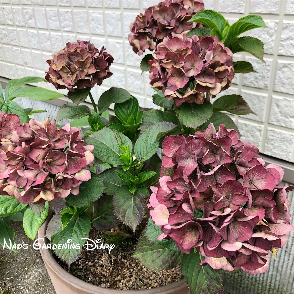 ハイドランジア（あじさい）入荷中 | 花屋ブログ | 京都府宇治市