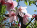 20090323104243