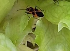 f:id:chronosdeer:20201206075038j:plain