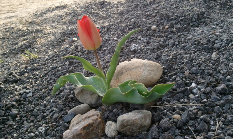 f:id:chuchus:20110417165414j:image f:id:chuchus:20110417165414j:image