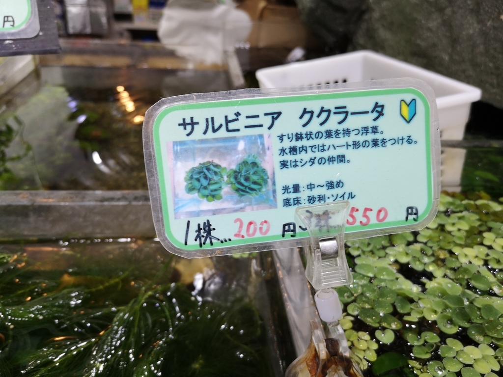 アクアリウム マジメなゲイが7年ぶりにアクアリウムを再開 Only You Can Free Yourself