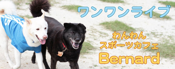 ワンワンライブ6月bana