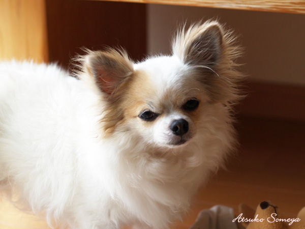 f:id:chumpeace:20190322162704j:plain