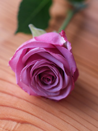 f:id:chumpeace:20190505092309j:plain f:id:chumpeace:20190505092309j:plain