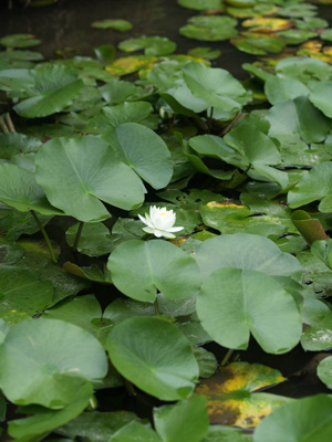 f:id:chumpeace:20190505092322j:plain f:id:chumpeace:20190505092322j:plain