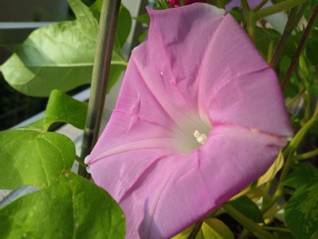 f:id:chun_fujii:20130627055436j:image:w360