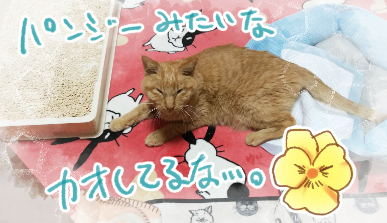 f:id:chunchunneko:20210125223641j:plain