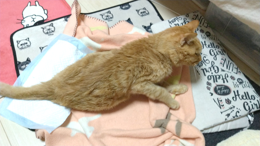 f:id:chunchunneko:20210126205115j:plain