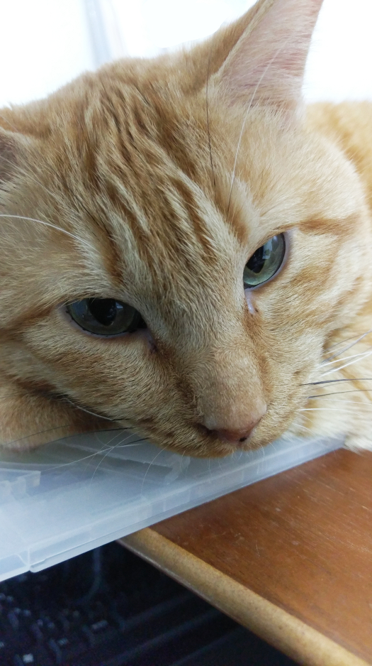f:id:chunchunneko:20210128210451j:plain