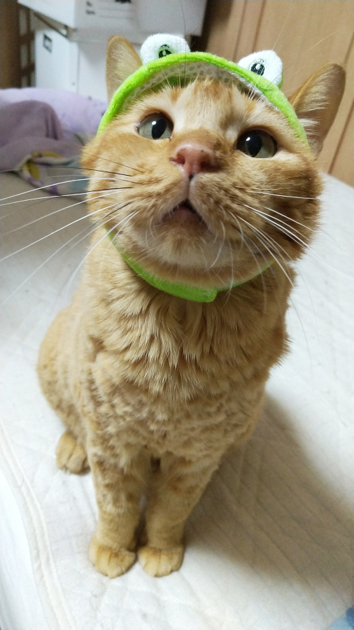 f:id:chunchunneko:20210128225218j:plain