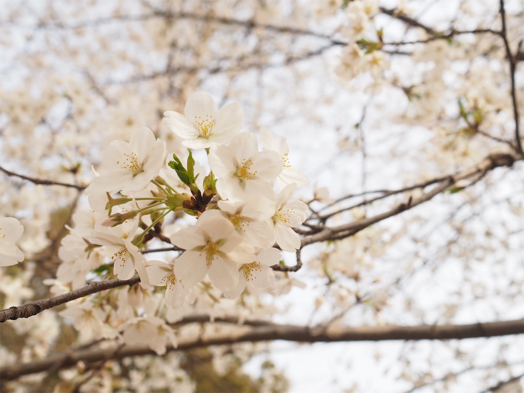 f:id:chunhua1223:20180403224205j:image