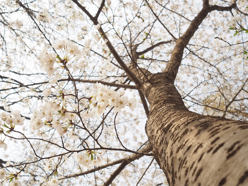 f:id:chunhua1223:20180403224231j:image