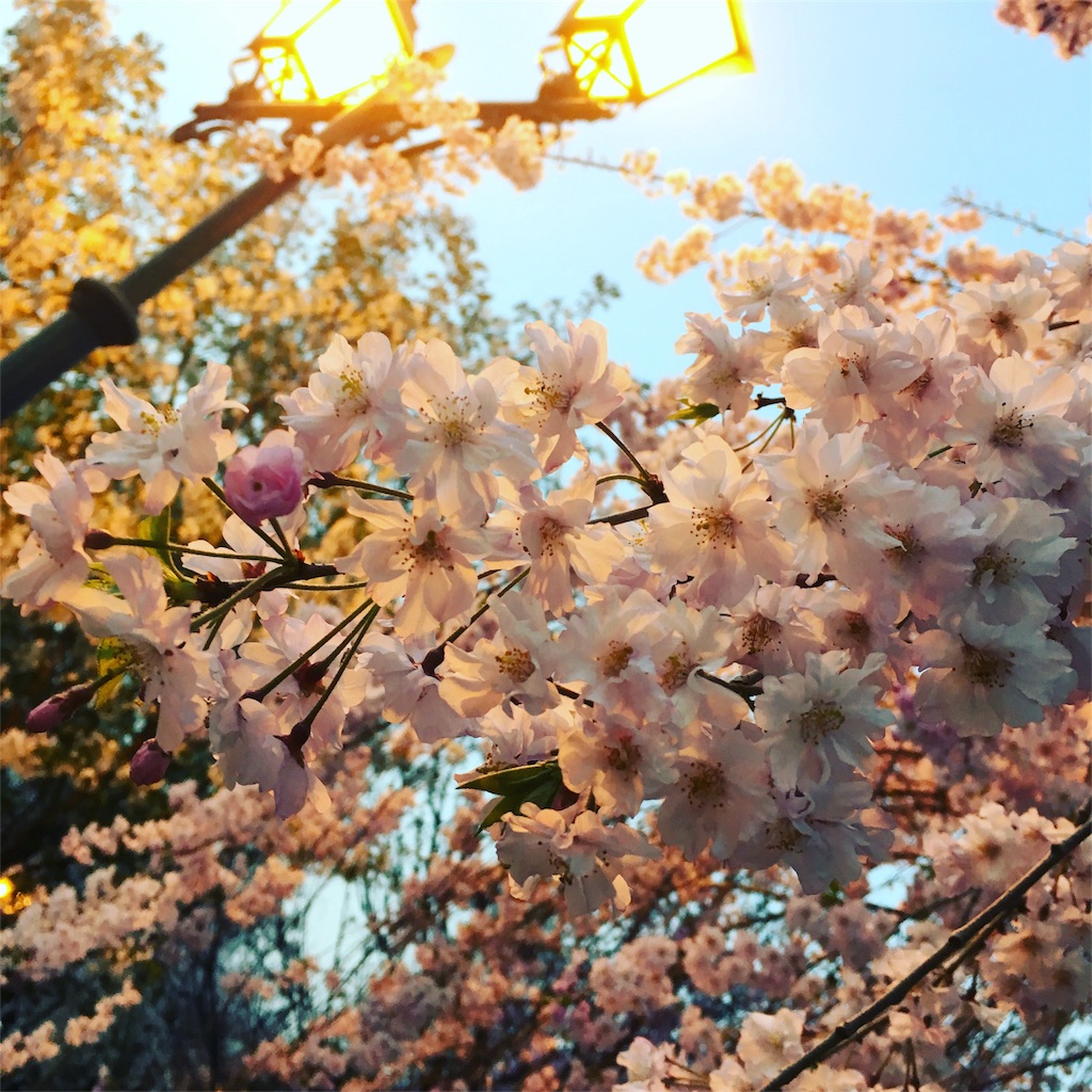 f:id:chunzi48:20180401223935j:image
