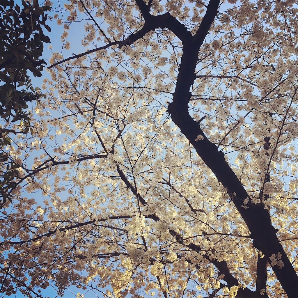f:id:chunzi48:20180401224652j:image