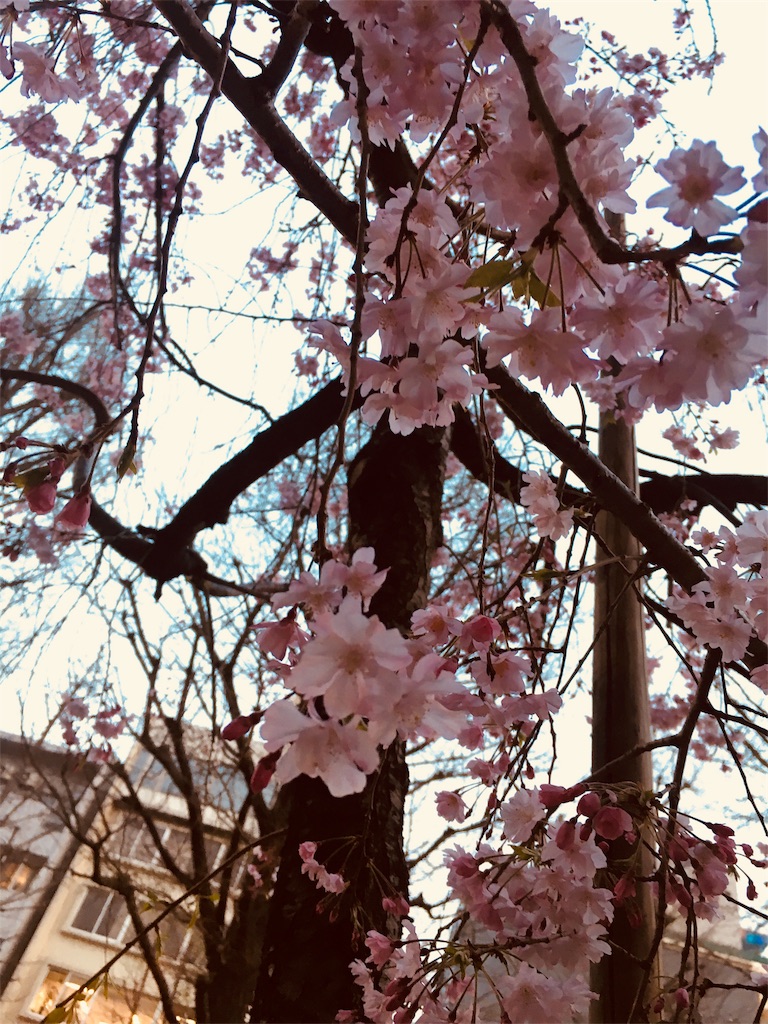 f:id:chunzi48:20180401225503j:image