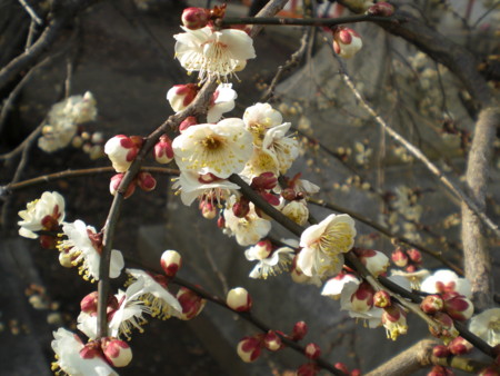 f:id:chuo-nurse:20100212153248j:image f:id:chuo-nurse:20100212153248j:image