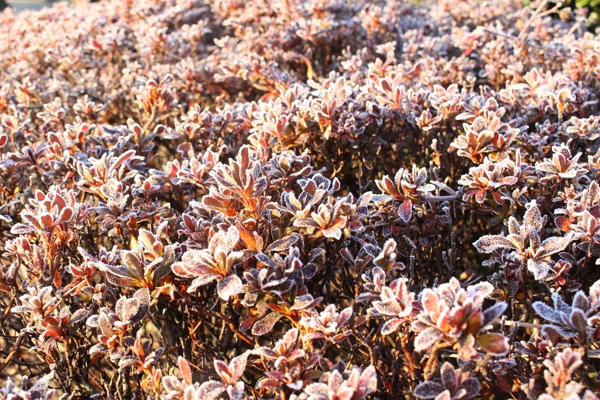 f:id:chuoes:20210113181640j:plain