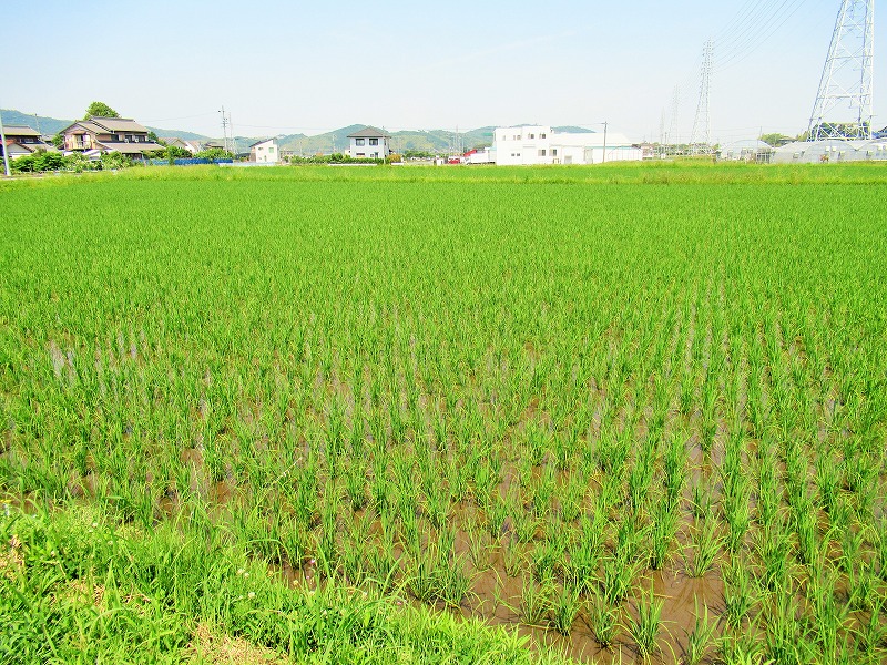 f:id:chuoes:20210609185917j:plain