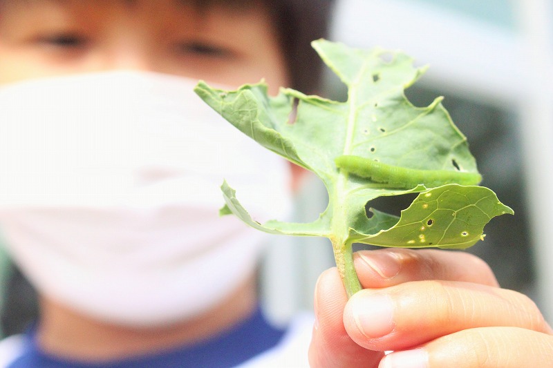 f:id:chuoes:20210611190838j:plain