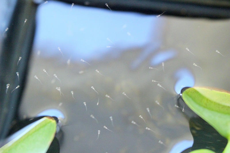 f:id:chuoes:20210611190924j:plain