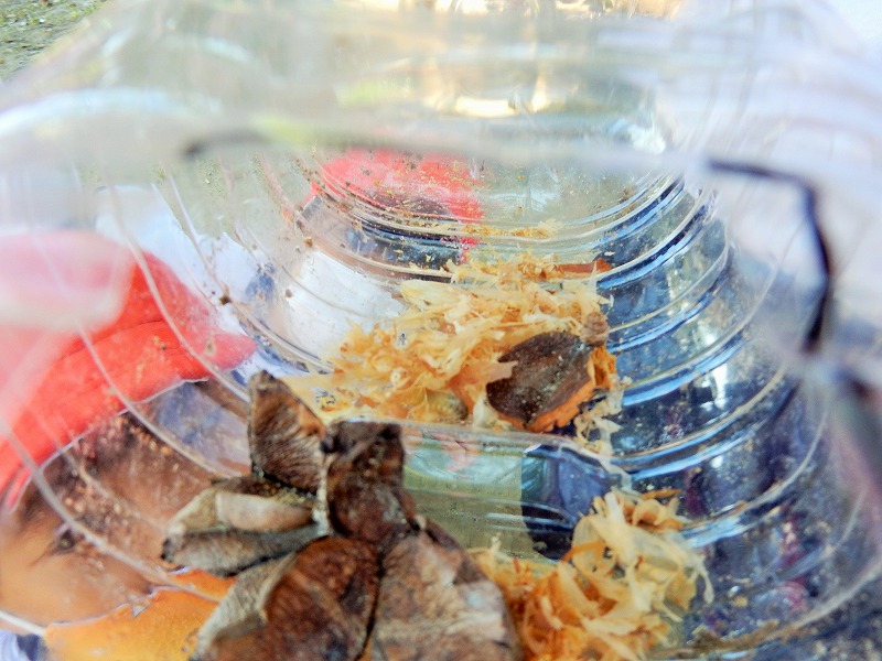 f:id:chuoes:20211015184018j:plain