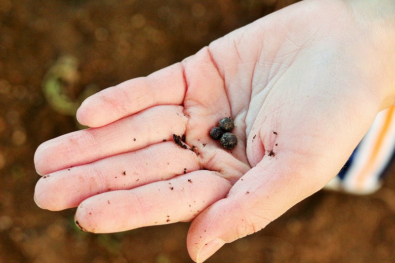 f:id:chuoes:20220120202847j:plain