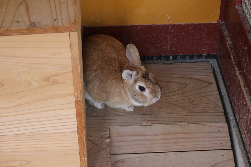 うさぎ小屋の引継ぎ式 ５年生 ４年生に Chuoes S Blog