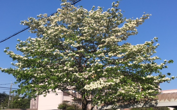 ハナミズキ 花水木 ちゅうおうくらしねっと