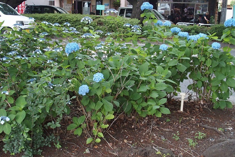 f:id:chuokurashinet:20180601070518j:plain