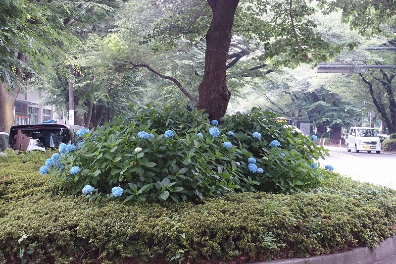 f:id:chuokurashinet:20180601070539j:plain