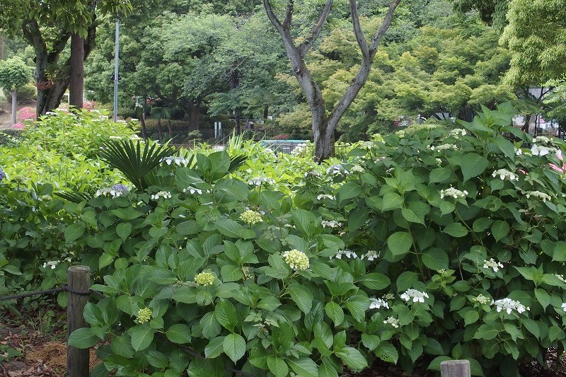 f:id:chuokurashinet:20180601193136j:plain