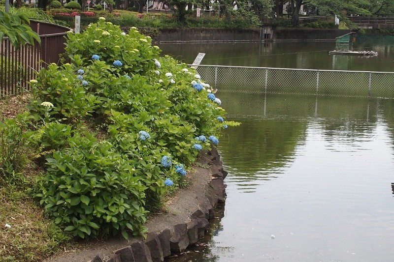 f:id:chuokurashinet:20180601193316j:plain