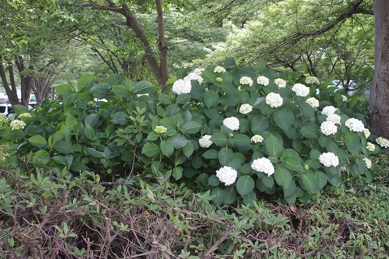 f:id:chuokurashinet:20180601195053j:plain