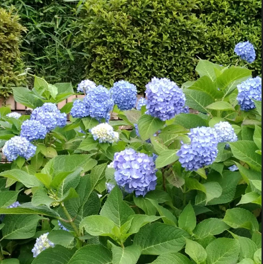 f:id:chuokurashinet:20180607081939p:plain