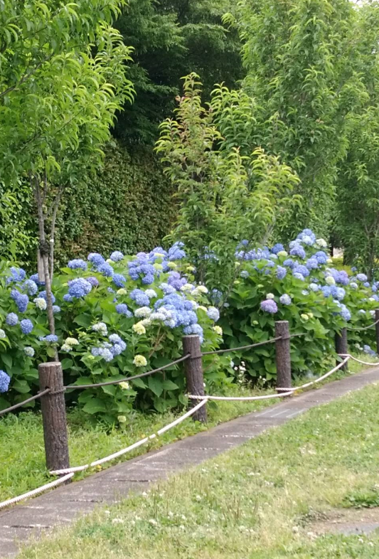 f:id:chuokurashinet:20180607082002p:plain