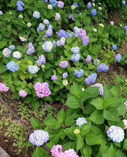 f:id:chuokurashinet:20180607082026p:plain
