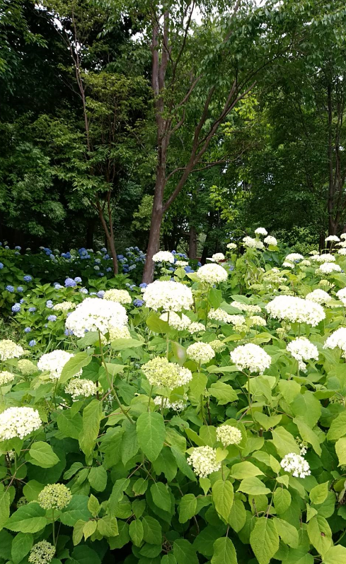 f:id:chuokurashinet:20180607082122p:plain