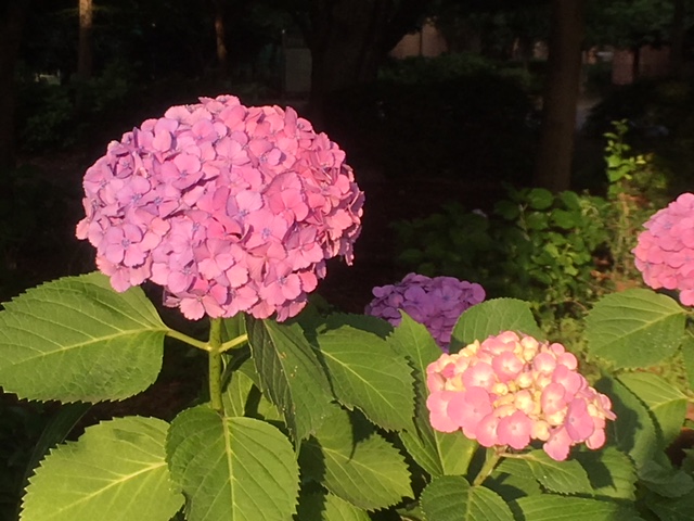 f:id:chuokurashinet:20180620203219j:plain f:id:chuokurashinet:20180620203219j:plain