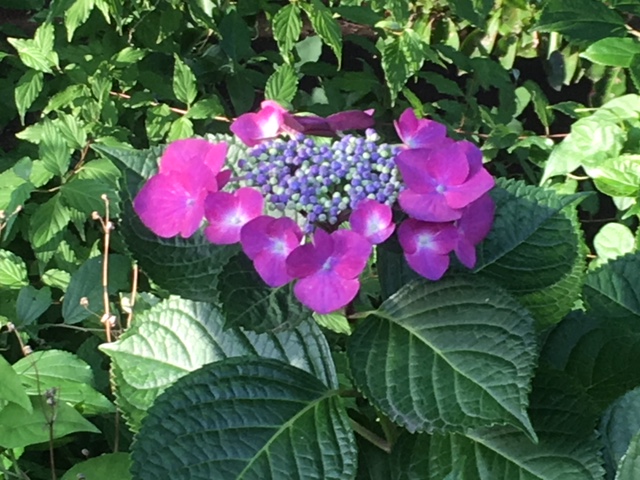 f:id:chuokurashinet:20180620203243j:plain f:id:chuokurashinet:20180620203243j:plain
