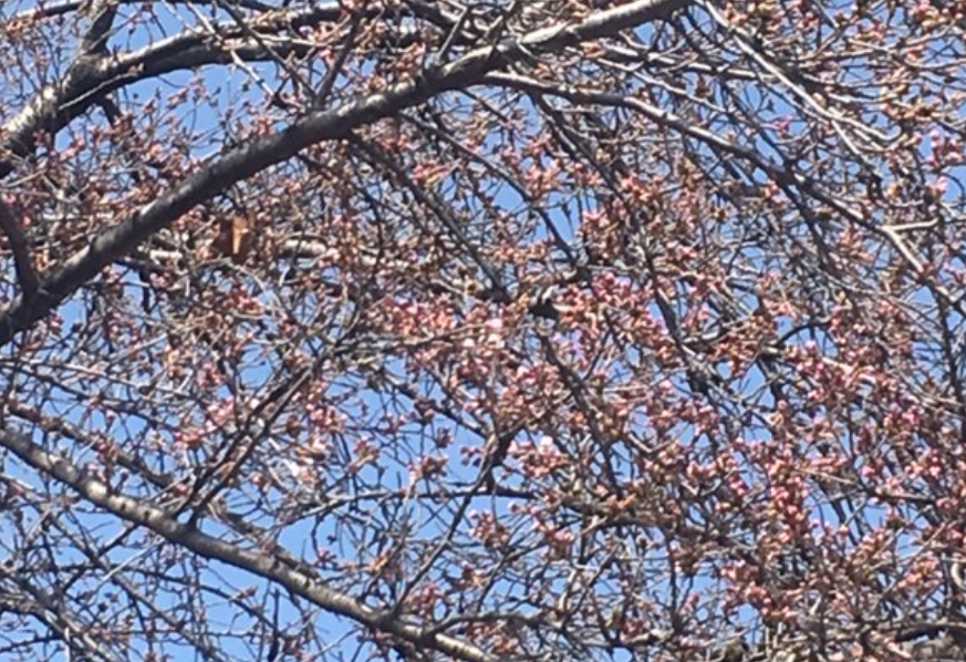 f:id:chuokurashinet:20190322142203p:plain